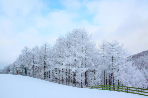 Funivia guidata Balwangsan e ranch DaegwallyeongFunivia guidata di Balwangsan e ranch Daegwallyeong
