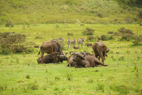 Lake Manyara NP e Cratera de Ngorongoro: Safári de 2 dias