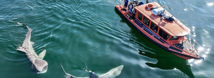 Excursion sur l'île de Great Blasket avec Island Landing