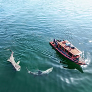 Great Blasket Island Wildlife Tour with Island Landing