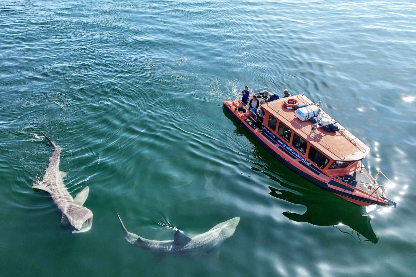 Excursion Faune de la Grande Île Blasket avec Débarquement