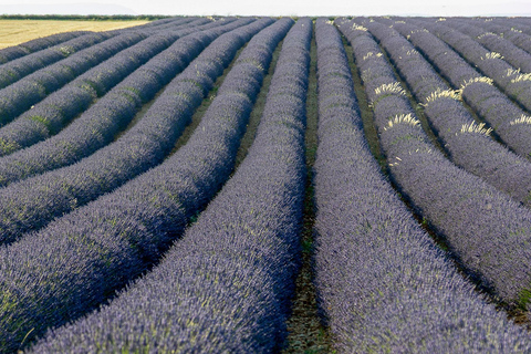 Valensole: Professional Photo in a Lavender Field Valensole: Professional photo in a lavender field
