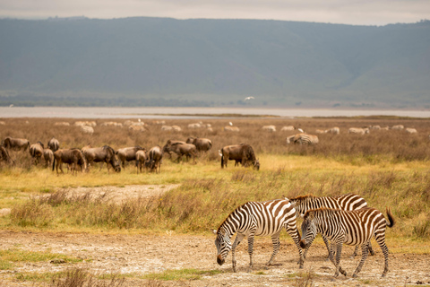 Serengeti : 4 jours d'expédition privée de luxe pour les Big Five