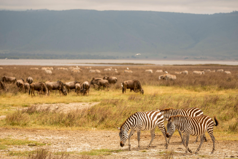 Serengeti : 4 jours d'expédition privée de luxe pour les Big Five