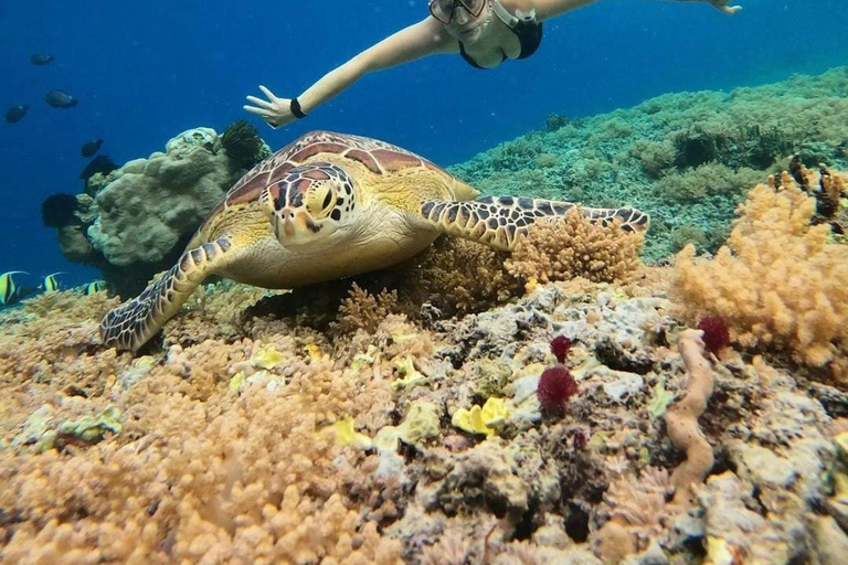 Gili Meno: Snorkeling privato 3 e 4 Spot con videocamera GoproOpzione 1: Snorkeling privato in 3 punti di partenza di Gili Meno (2 ore)