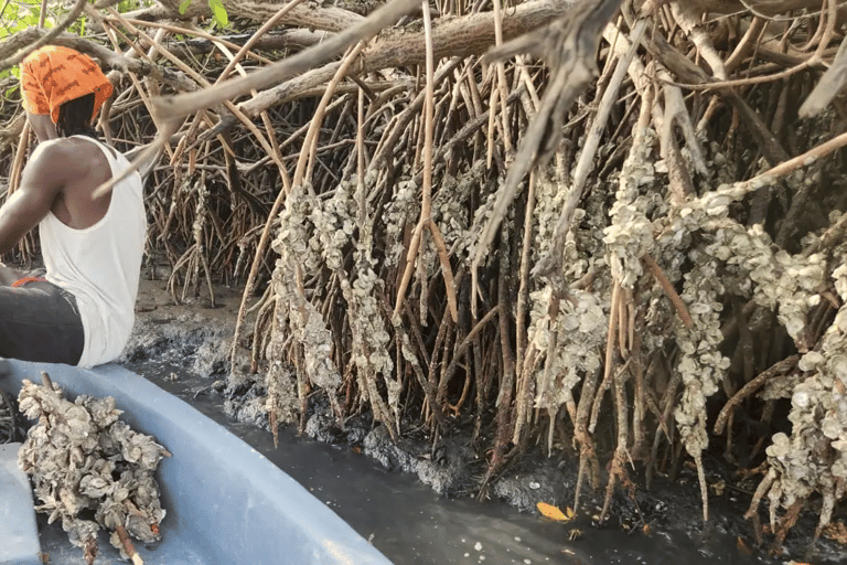 Sine Saloum: 2-Day Delta Boat Tour with Camping Sine Saloum: Delta discovery by boat with bivouac