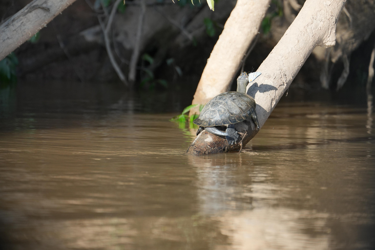 Puerto Maldonado: Sunset Boat Safari on Tambopata River