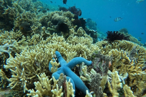 Dagelijks privé snorkelen in het geheim op de Gili'sZuidelijke 4 verborgen Gilis Lombok-snorkeltocht