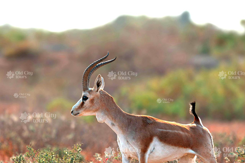Shirvan Eco-Tour: Gazelles, Birdwatching & Village Lunch Private tour
