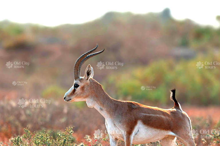 Shirvan Eco-Tour: Gazelles, Birdwatching & Village Lunch Private tour