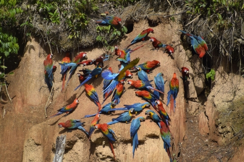 Full day Chuncho macaw clay lick ( big and colorful macaws)