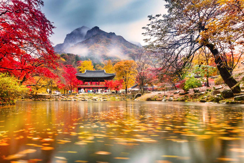 Naejangsan Autumn Foliage Day Tour from Seoul and Busan Group tour, departure from Haeundae Station Exit 5 (Busan)