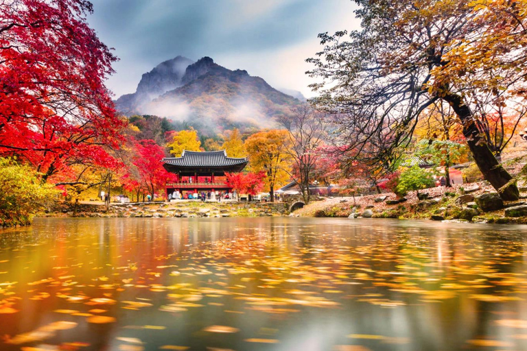 Naejangsan Autumn Foliage Day Tour from Seoul and Busan Group tour, departure from Haeundae Station Exit 5 (Busan)