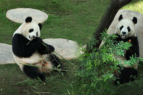 Al Khor: Panda House Visit with Transportation from Doha