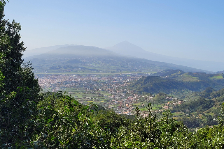 Monti Anaga di Tenerife: escursione circolare nella foresta di alloro