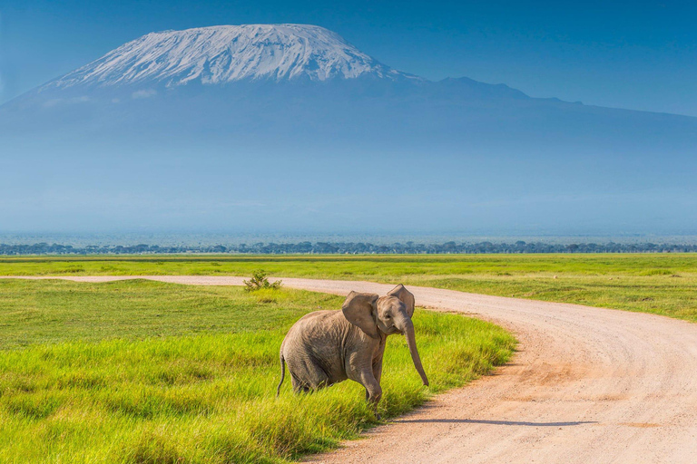 Tour de 3 dias e 2 noturnos pelo Parque Nacional Amboseli