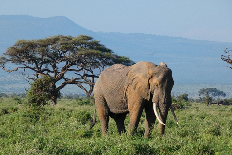 Da Nairobi: escursione al Parco Nazionale del Lago NakuruEscursione al Parco Nazionale del Lago Nakuru senza biglietto d&#039;ingresso