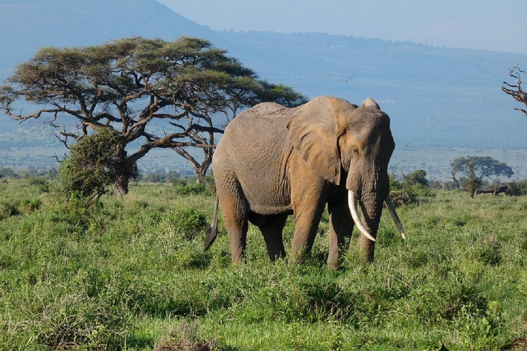 Da Nairobi: escursione al Parco Nazionale del Lago NakuruEscursione al Parco Nazionale del Lago Nakuru senza biglietto d&#039;ingresso