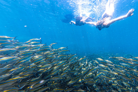 Koh Tao: Snorkel with Turtles at Nangyuan with Fewer Crowds