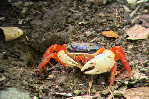 مانويل أنطونيو: جولة بالقارب بين أشجار المانغروف لمشاهدة الحيوانات