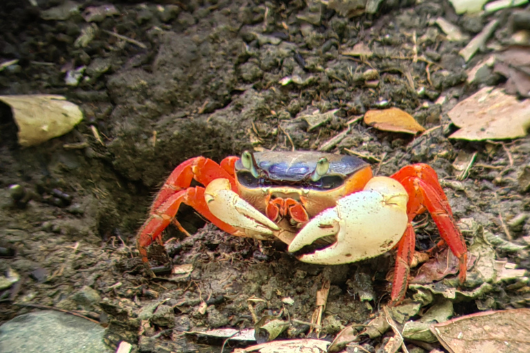 مانويل أنطونيو: جولة بالقارب بين أشجار المانغروف لمشاهدة الحيوانات