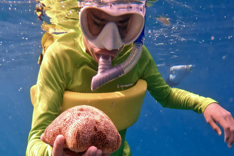 Waikiki : Visite en petit groupe du Turtle Canyon avec masque et tuba