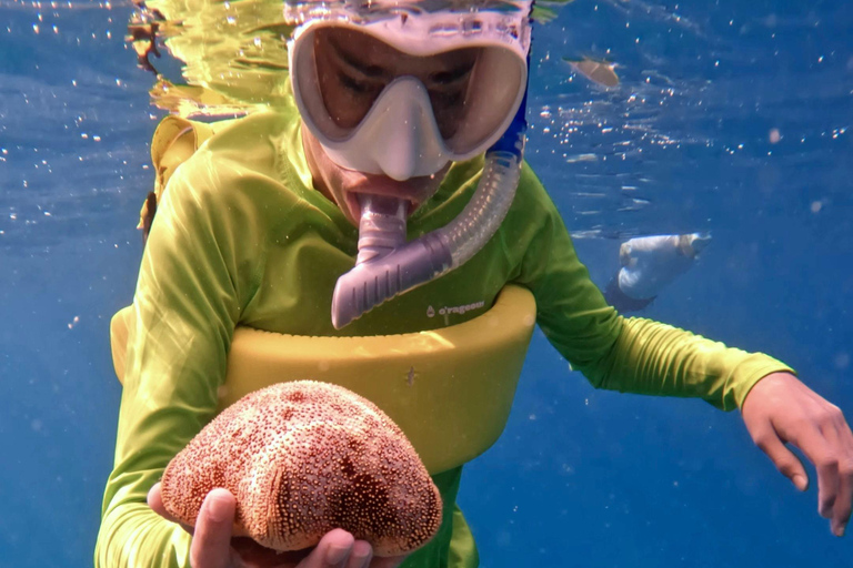 Waikiki : Visite en petit groupe du Turtle Canyon avec masque et tuba