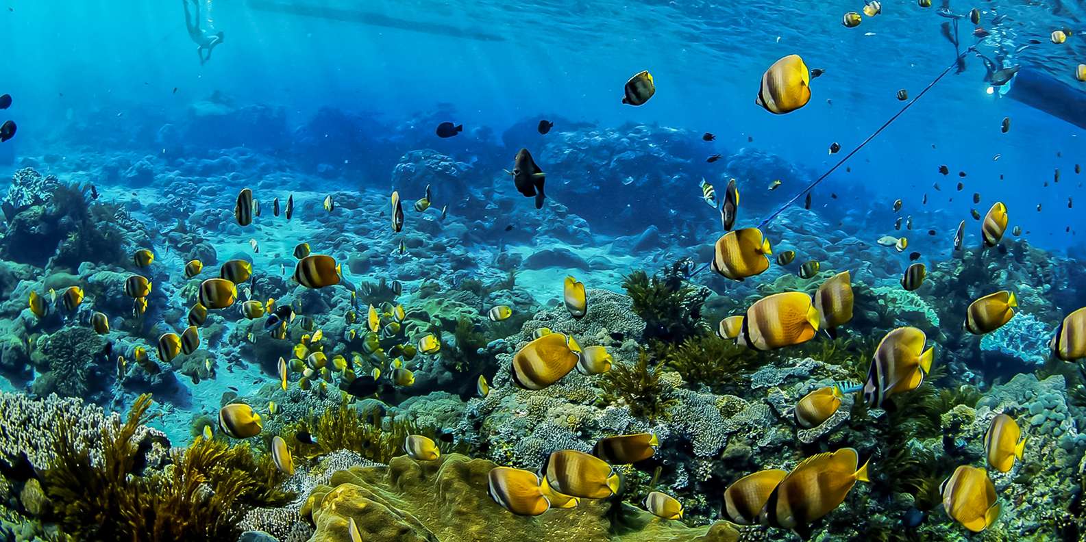 Bali: Swim with Manta Rays in Penida, Optional Lunch & Kayak