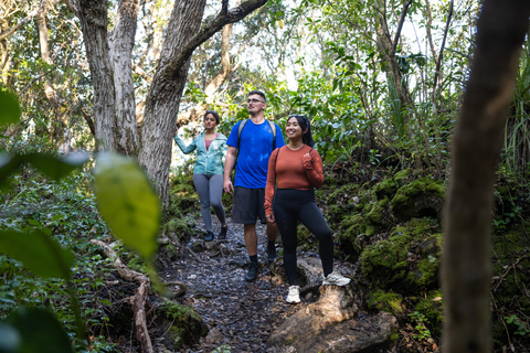 Auckland | Rangitoto Island Guided Hike with Ferry Ride Auckland: Rangitoto Island Guided Hike with Ferry Ride