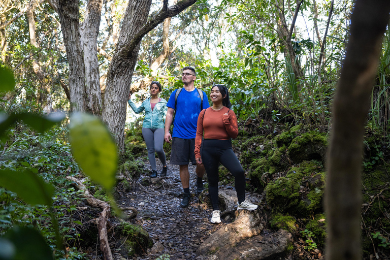 Auckland | Rangitoto Island Guided Hike with Ferry Ride Auckland: Rangitoto Island Guided Hike with Ferry Ride