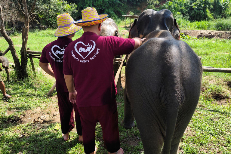 4 Experiences: Elephants, Sticky waterfalls, Market &amp; templeElephants: Sticky waterfalls: Local Market: Wat Banden