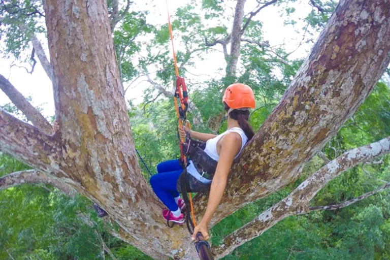 Manaus: Adventure Tree Climbing