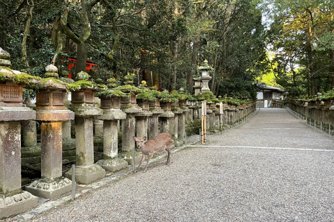Nara: Halvdag med lokal guide – Big Buddha, hjort, helgedom, skogNara: Halvdag lokal guide- Stora Buddha, hjort, helgedom, skog