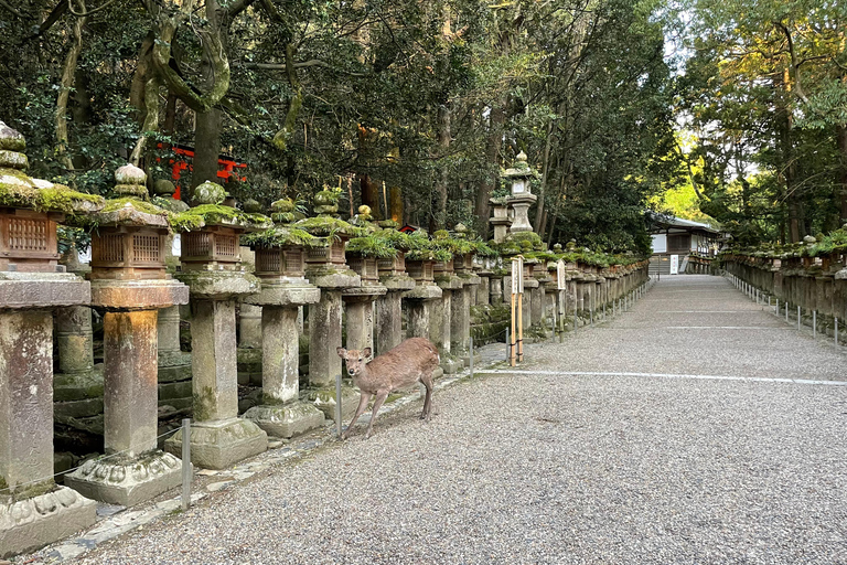 Nara: Halvdag med lokal guide – Big Buddha, hjort, helgedom, skogNara: Halvdag lokal guide- Stora Buddha, hjort, helgedom, skog