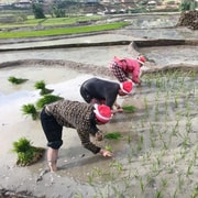Sapa: Suoi Ho - Ma Tra & Ta Phin Trek with Herbal Bath