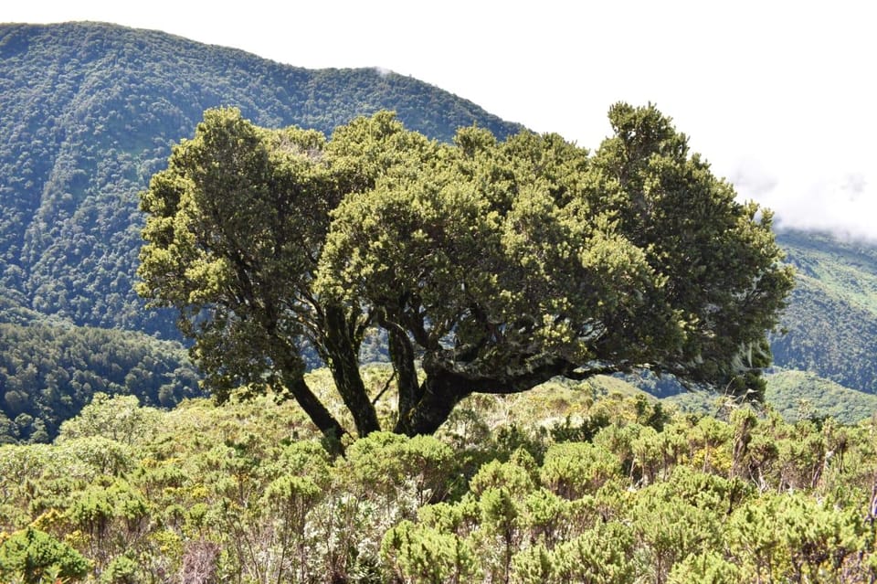 Hanang 4 Day Mt Hanang' trekking | GetYourGuide