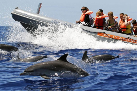 Funchal: Cruzeiro de observação de baleias e natação com golfinhos