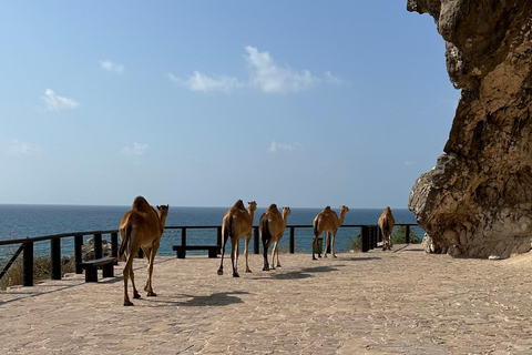 Turnê pelas praias do oeste: FAZAYAH