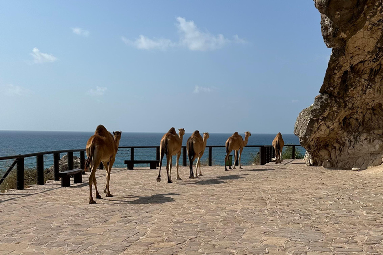 Turnê pelas praias do oeste: FAZAYAH