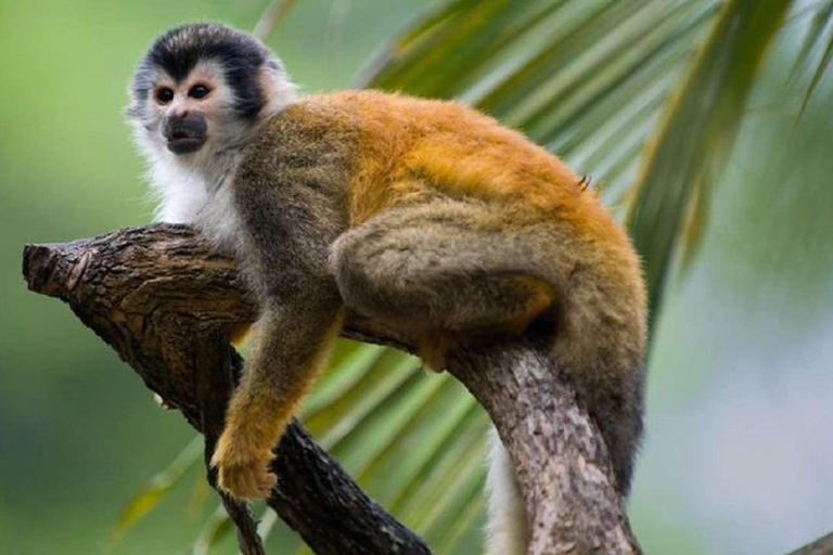 Puerto Plata: Monkey Home Encounter Adventure