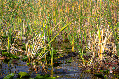 3-Day Florida Getaway: Miami, Everglades &amp; Key West Snorkel