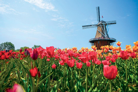From Chicago:1-Day Windmill Island w/Seasonal Tulip Upgrade Tour Only in Ordinary date