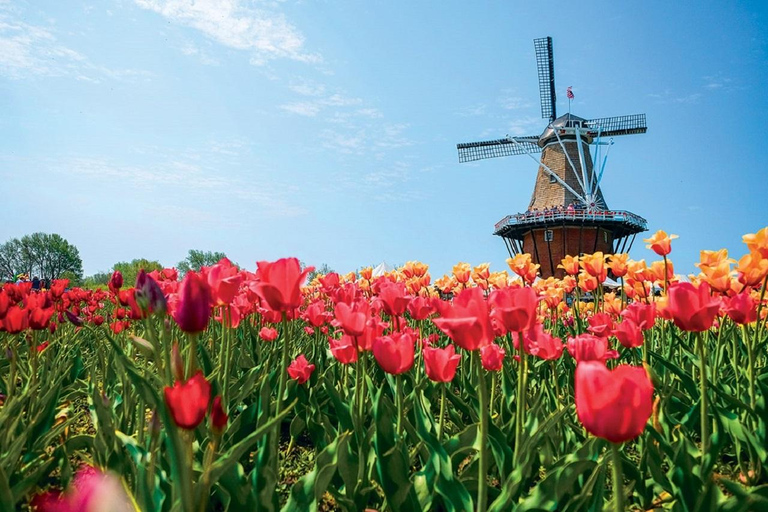 From Chicago:1-Day Windmill Island w/Seasonal Tulip Upgrade Tour Only in Ordinary date
