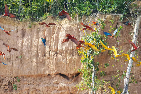 Expédition Tambopata + Wasaí Lodge - 3 jours - Collpa Chuncho|