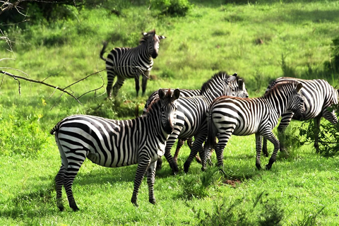 Uganda: 2-Day Lake Mburo National Park Safari