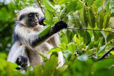 Zanzibar : visite guidée du parc national de la forêt de Jozani