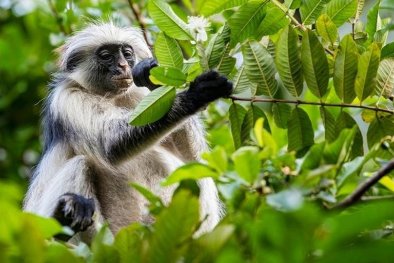 Zanzibar: Leśny Park Narodowy Jozani - wycieczka z przewodnikiem