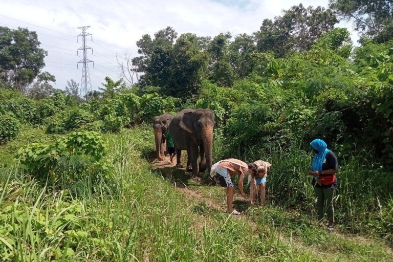 Phuket: Walk,Feed and Bath with Ethical Elephant Sanctuary Phuket: Walk,Feed and Bath Tour with Meeting Point