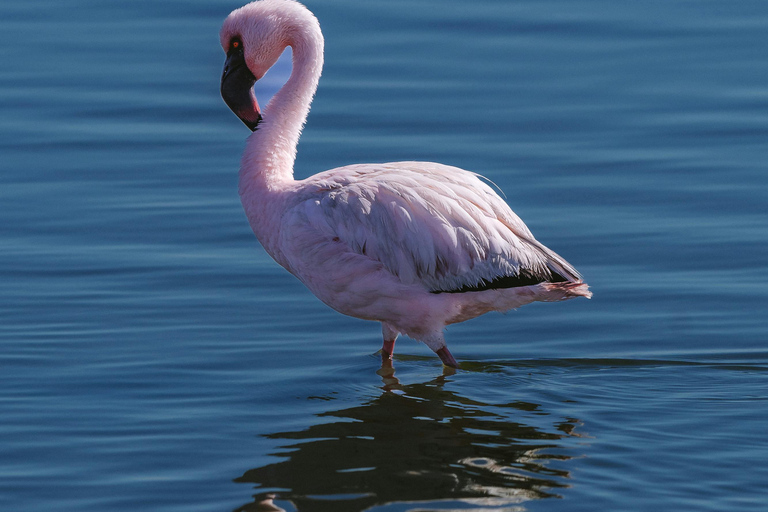 Swakopmund Day Trip with Quad Biking from Windhoek