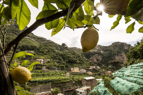 Amalfi: Vertical Lemon Farm Tour, Tastings, and Rural Museum